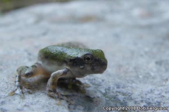 Gray Treefrog (Hyla versicolor)