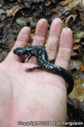 Northern Slimy Salamander (Plethodon glutinosus)