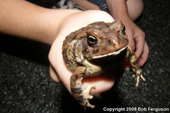 Eastern American Toad (Anaxyrus americanus americanus)