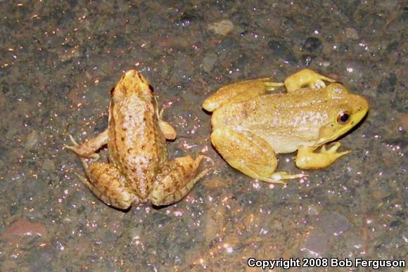 American Bullfrog (Lithobates catesbeianus)