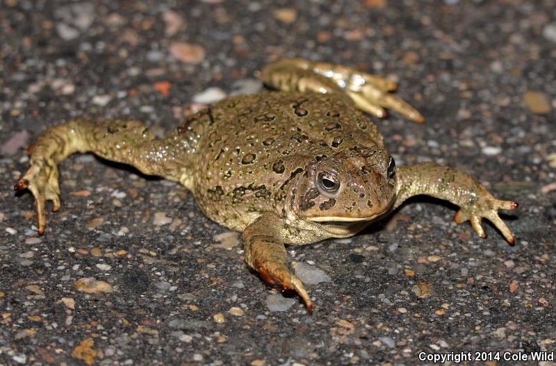 Woodhouse's Toad (Anaxyrus woodhousii woodhousii)