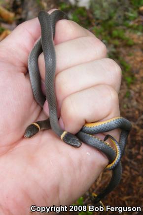 Northern Ring-necked Snake (Diadophis punctatus edwardsii)