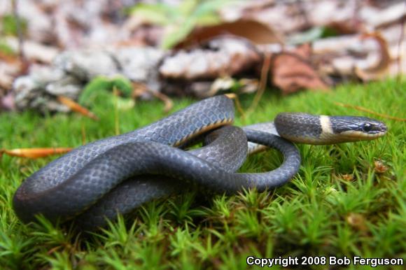 Northern Ring-necked Snake (Diadophis punctatus edwardsii)