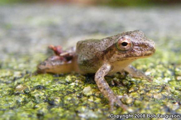 Northern Spring Peeper (Pseudacris crucifer crucifer)