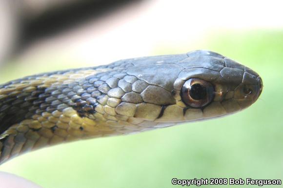 Eastern Gartersnake (Thamnophis sirtalis sirtalis)