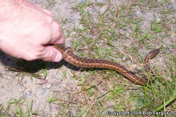 Eastern Gartersnake (Thamnophis sirtalis sirtalis)