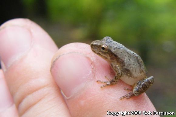 Northern Spring Peeper (Pseudacris crucifer crucifer)