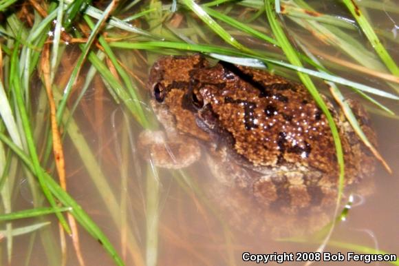 Gray Treefrog (Hyla versicolor)