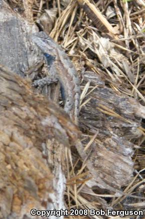 Eastern Fence Lizard (Sceloporus undulatus)