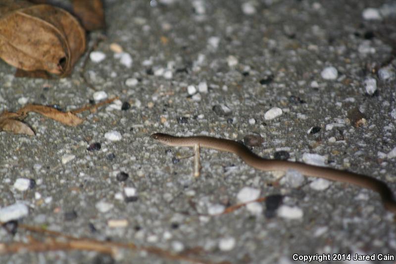 Eastern Smooth Earthsnake (Virginia valeriae valeriae)