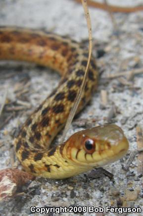 Eastern Gartersnake (Thamnophis sirtalis sirtalis)