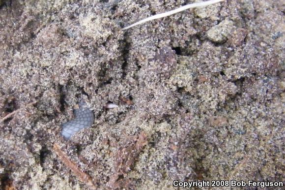 Eastern Wormsnake (Carphophis amoenus amoenus)