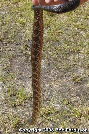 Northern Watersnake (Nerodia sipedon sipedon)