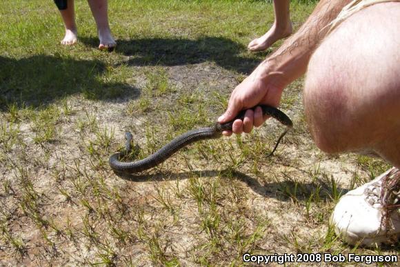 Northern Watersnake (Nerodia sipedon sipedon)