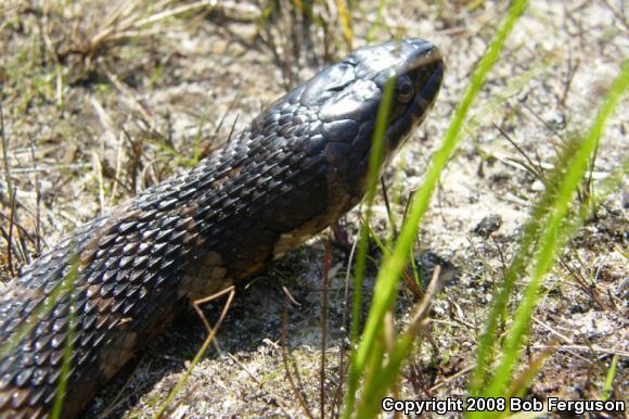 Northern Watersnake (Nerodia sipedon sipedon)