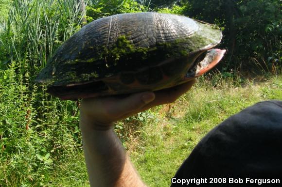 Northern Red-bellied Cooter (Pseudemys rubriventris)