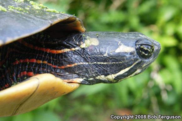 Eastern Painted Turtle (Chrysemys picta picta)