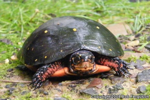 Spotted Turtle (Clemmys guttata)