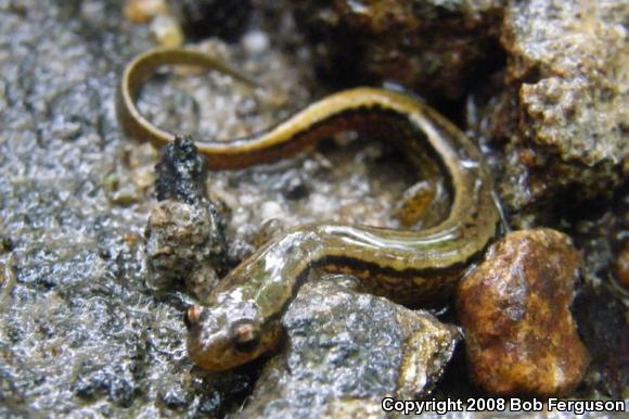 Northern Two-lined Salamander (Eurycea bislineata)