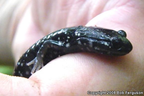 Northern Slimy Salamander (Plethodon glutinosus)