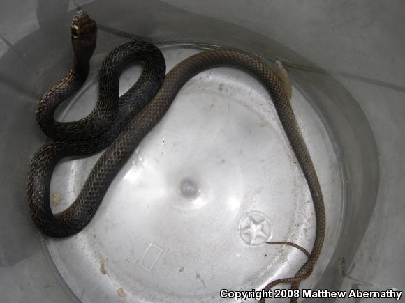 Eastern Coachwhip (Coluber flagellum flagellum)