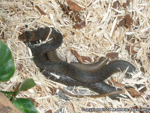 Eastern Coachwhip (Coluber flagellum flagellum)