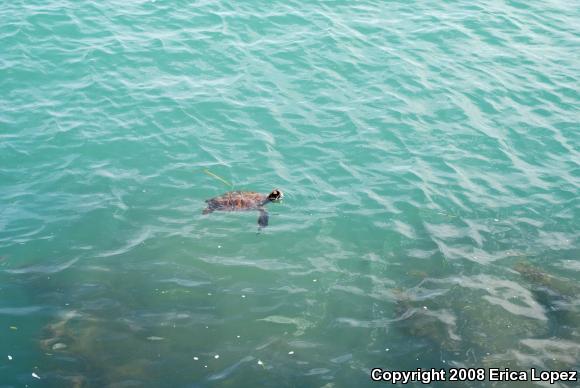 Green Sea Turtle (Chelonia mydas)