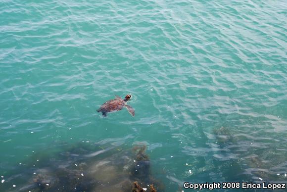 Green Sea Turtle (Chelonia mydas)