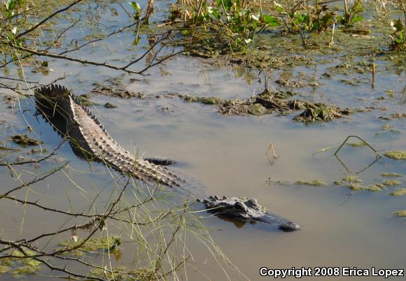 American Alligator (Alligator mississippiensis)