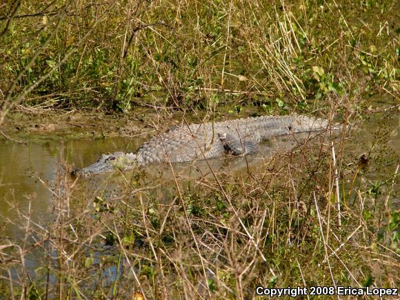 American Alligator (Alligator mississippiensis)