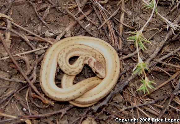 Texas Brownsnake (Storeria dekayi texana)