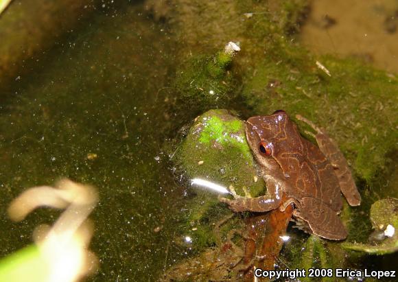 Northern Spring Peeper (Pseudacris crucifer crucifer)