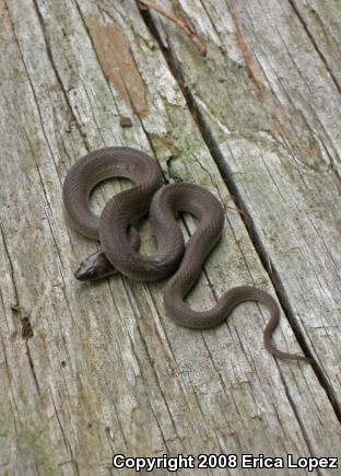 Rough Earthsnake (Virginia striatula)