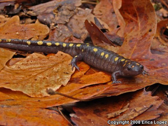 Spotted Salamander (Ambystoma maculatum)