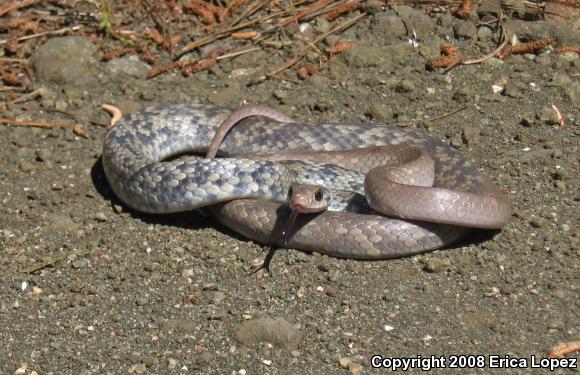 Buttermilk Racer (Coluber constrictor anthicus)