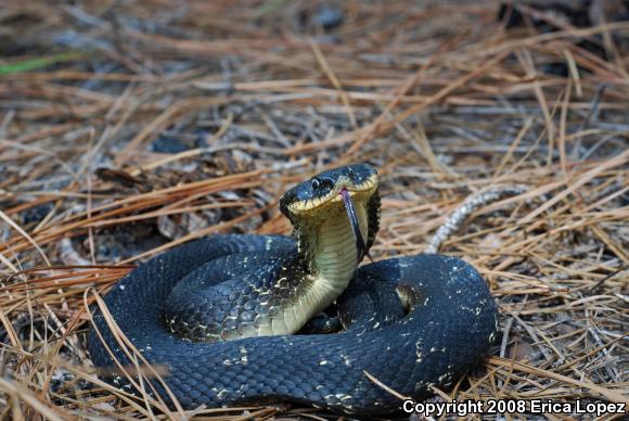 Eastern Hog-nosed Snake (Heterodon platirhinos)