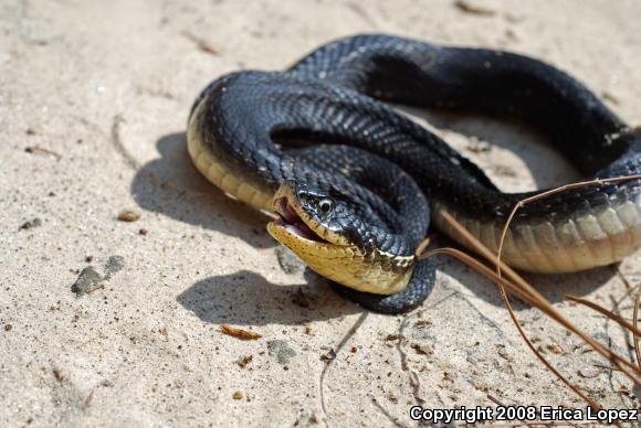 Eastern Hog-nosed Snake (Heterodon platirhinos)