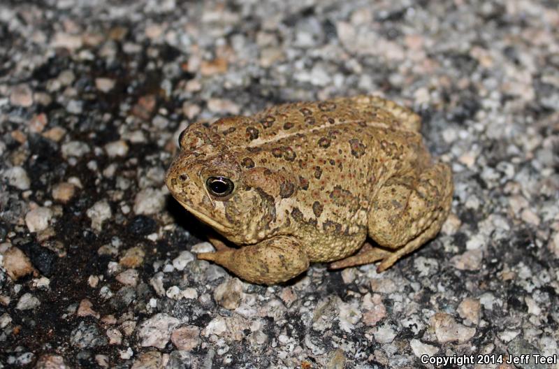 Woodhouse's Toad (Anaxyrus woodhousii)