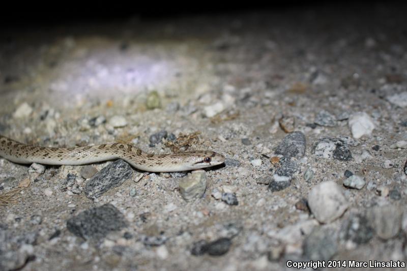 Desert Glossy Snake (Arizona elegans eburnata)