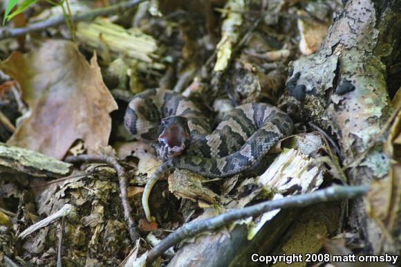 Western Cottonmouth (Agkistrodon piscivorus leucostoma)