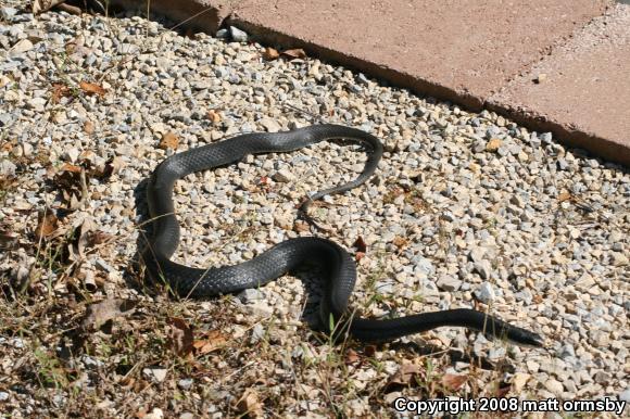 Southern Black Racer (Coluber constrictor priapus)