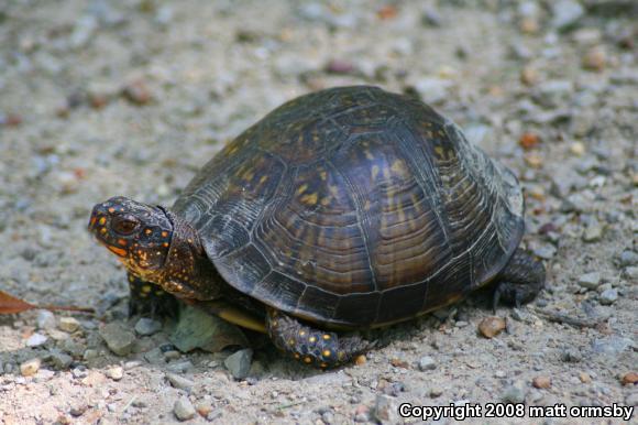 Three-toed Box Turtle (Terrapene carolina triunguis)