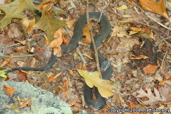 Broad-banded Watersnake (Nerodia fasciata confluens)