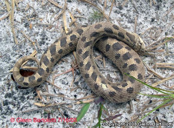 Southern Hog-nosed Snake (Heterodon simus)