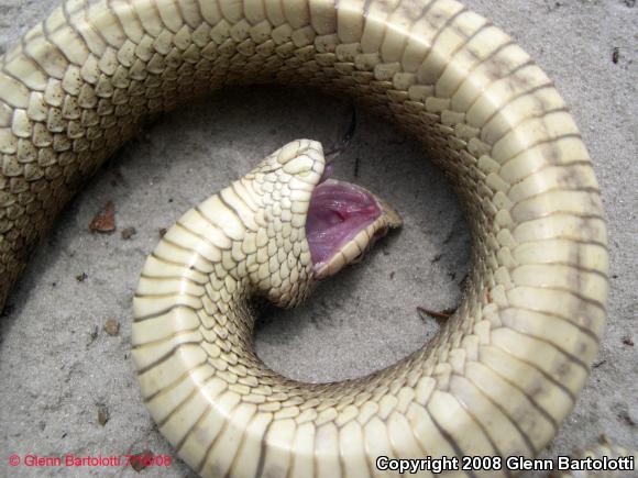 Southern Hog-nosed Snake (Heterodon simus)