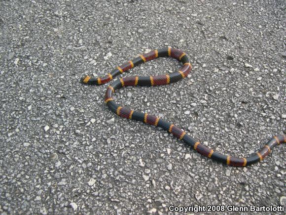 Eastern Coral Snake (Micrurus fulvius)