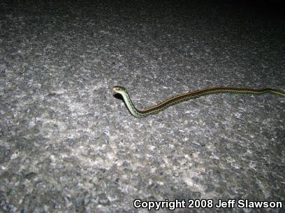 Eastern Gartersnake (Thamnophis sirtalis sirtalis)