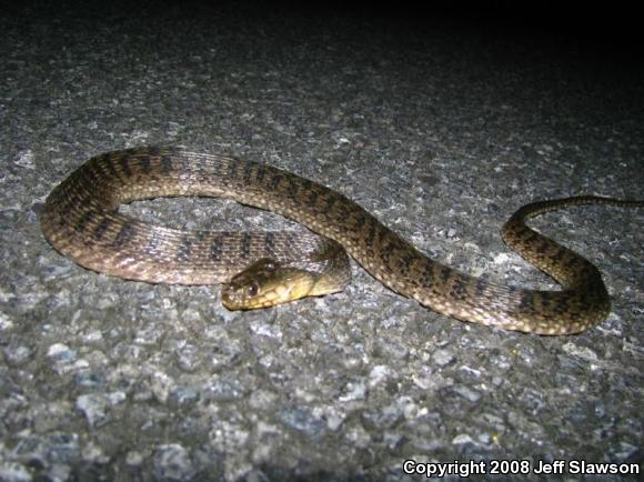 Florida Green Watersnake (Nerodia floridana)