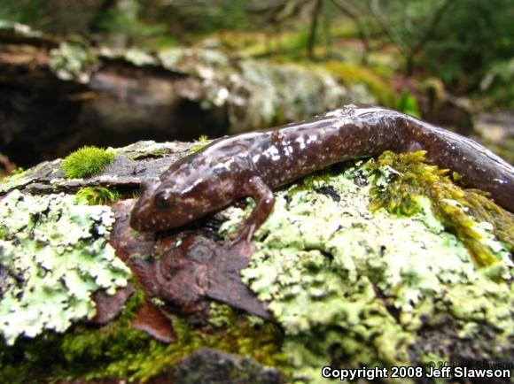 Northern Dusky Salamander (Desmognathus fuscus)