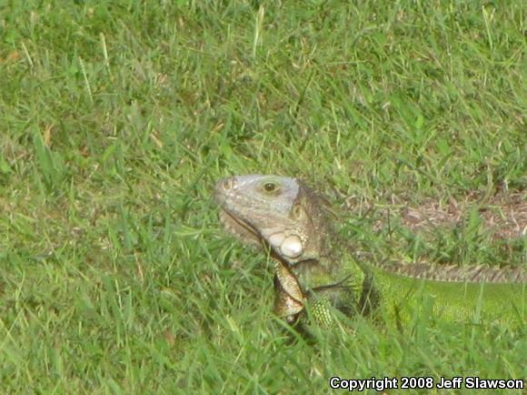 Green Iguana (Iguana iguana)